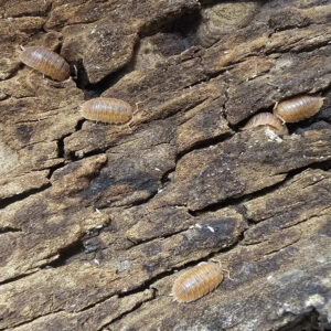 Giant Canyon Rust