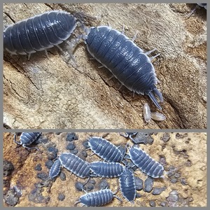 Giant Porcellio Isopods