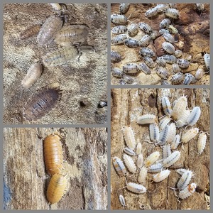 Porcellio Isopods