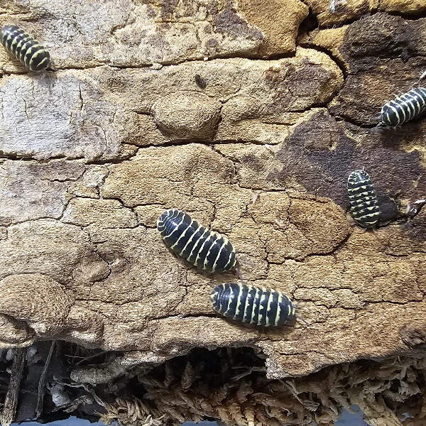 Maculatum - Yellow Zebra