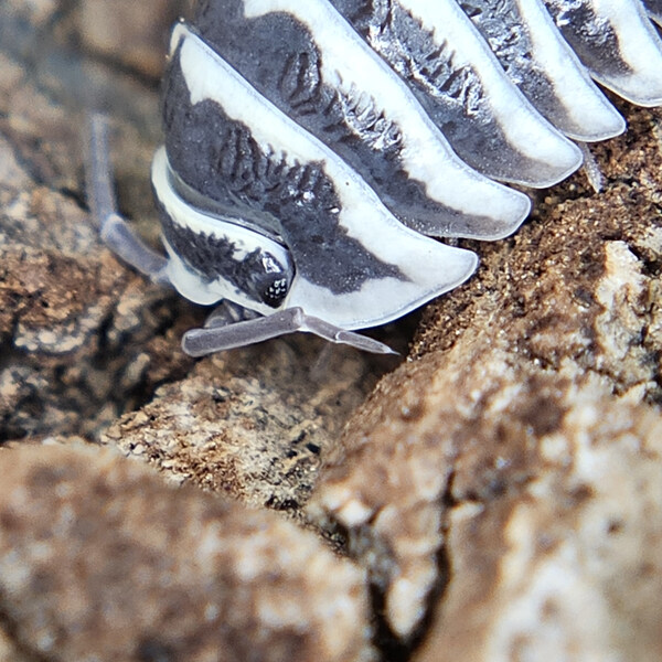 Maculatum - Zebra