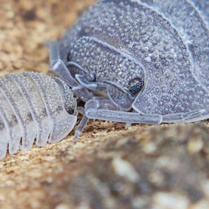 Rough Roly Poly